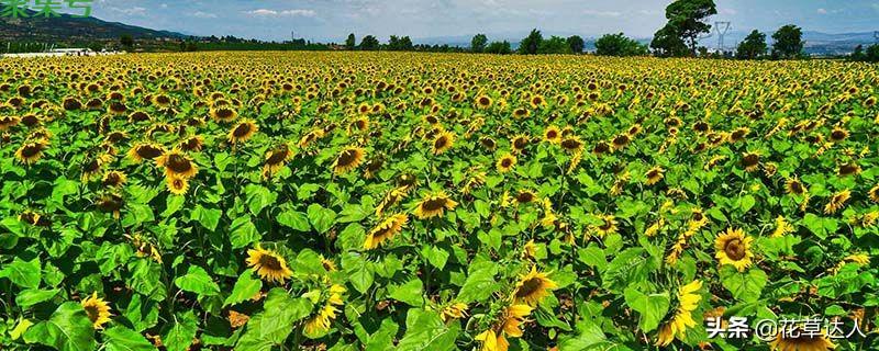 向日葵的花语（向日葵代表的花语是什么）