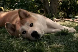 忠犬八公的故事（忠犬八公的故事是真的吗）