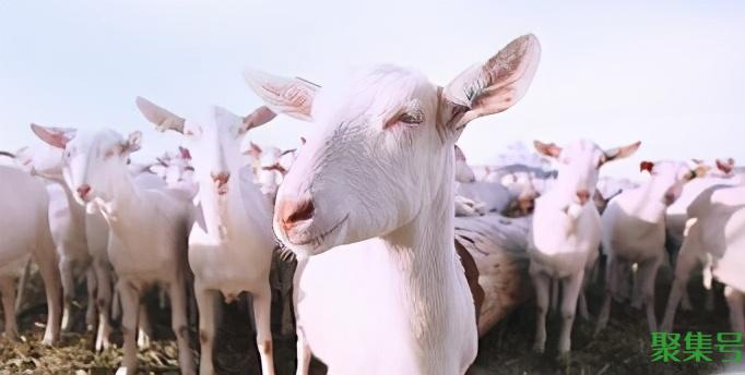 羊奶粉的好处和功效（羊奶粉的功效和作用是什么）