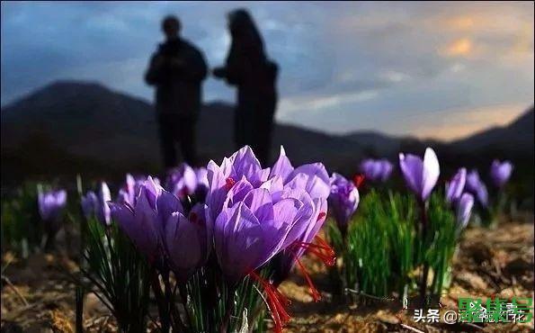 藏红花男人喝了有什么好处（男人藏红花泡水喝的功效）