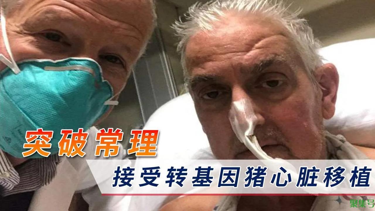 全球首个接受猪心脏移植病患死亡(猪心脏移植到人类)