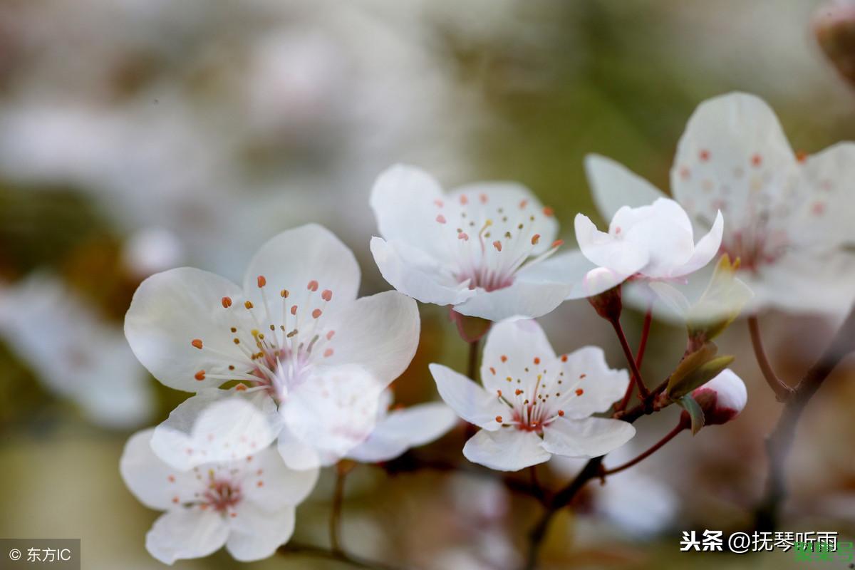 业精于勤荒于嬉行成于思毁于随的意思(业精于勤的意思是什么)