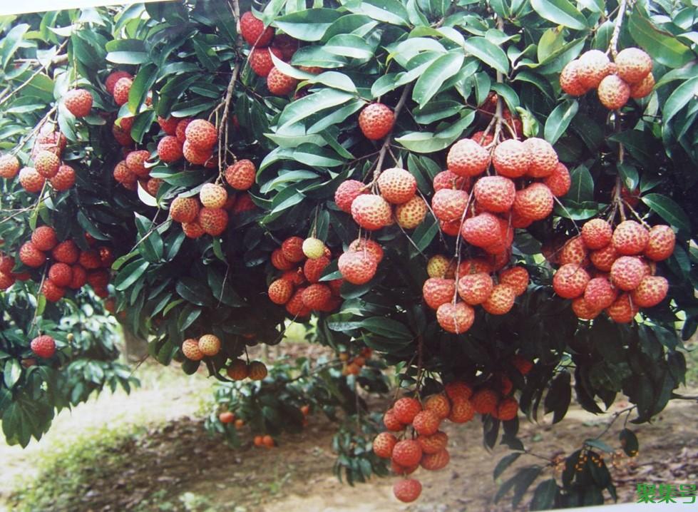 荔枝起源于哪个地方(荔枝起源于哪国)