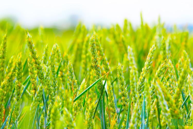 小麦的起源和历史(小麦最早起源于什么地方)