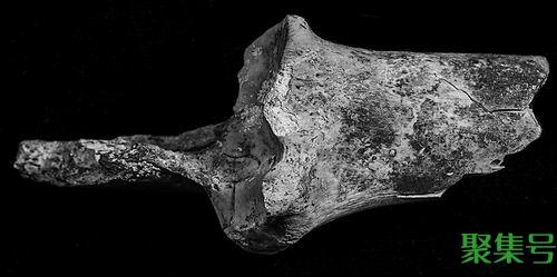 山羊的祖先是什么动物(山羊起源于)