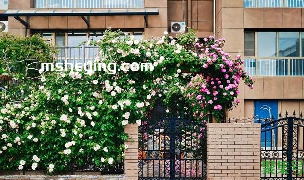 买房买一楼带院子好吗(买楼一楼带院子的房子好不好)