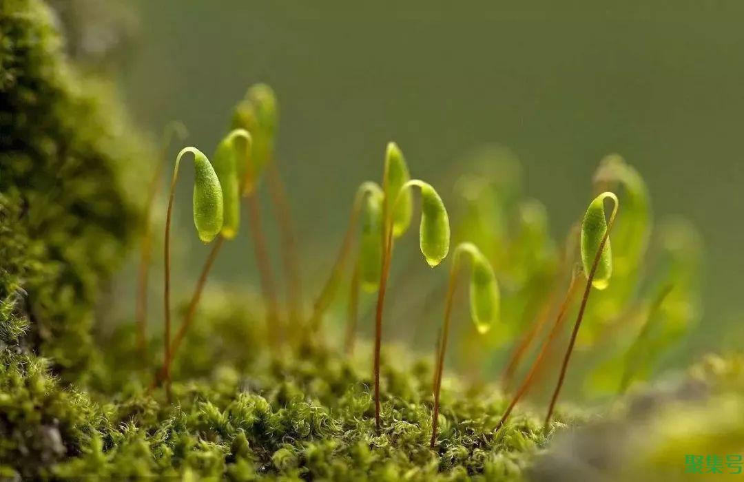 果树倒春寒最有效预防(防止倒春寒的措施)
