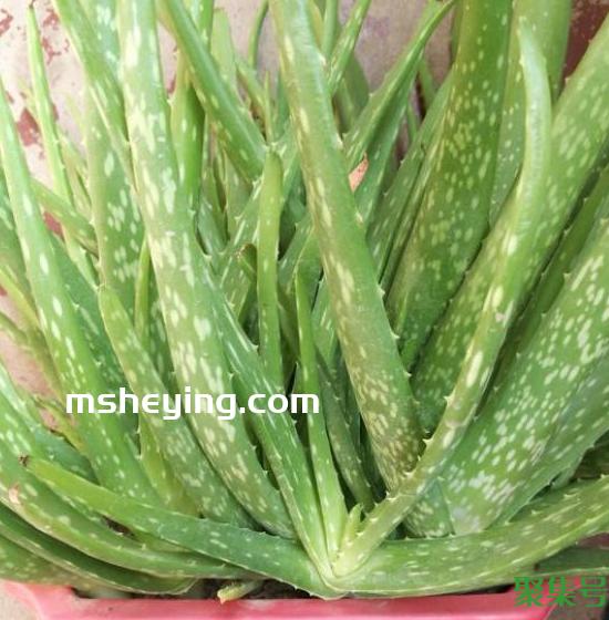 芦荟烂根了怎么处理（芦荟根烂掉了怎么救）