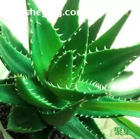 芦荟根腐烂怎么办(培芦荟烂根后怎么补救)