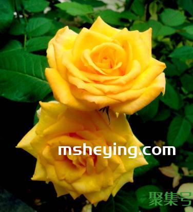 月季花花期多长时间(月季花多久开花)