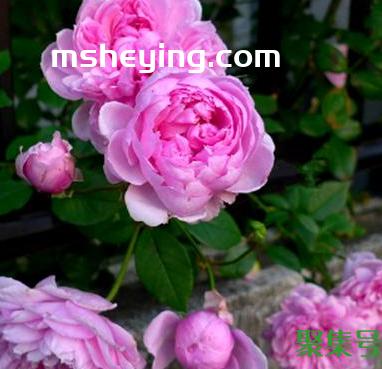 月季花多久开花(月季花花期是什么时候)