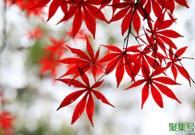 红枫用什么土栽培好(盆栽红枫用什么土好)