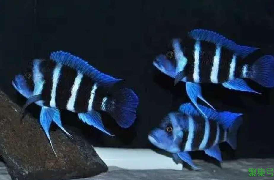 新手养鱼的方法和技巧(新手养鱼应该怎么养)