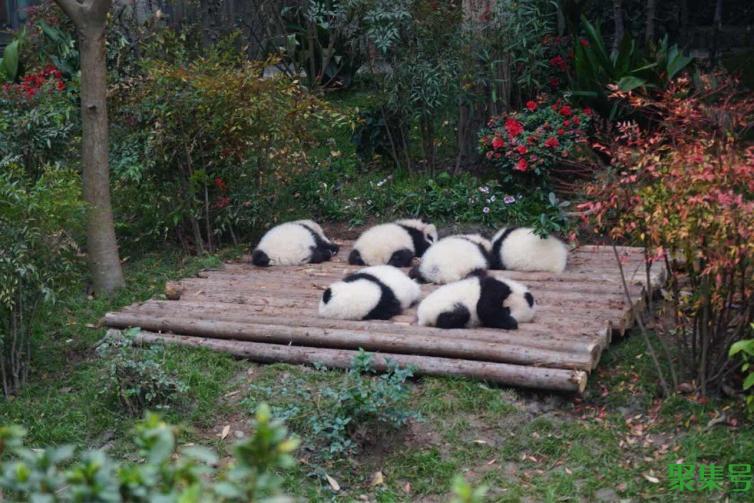 成都景点必去哪里旅游(成都景点介绍)