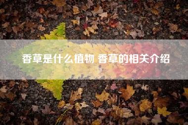 香草是什么植物 香草的相关介绍