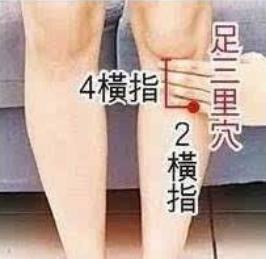 足三里的准确位置图片，足三里穴位在哪？