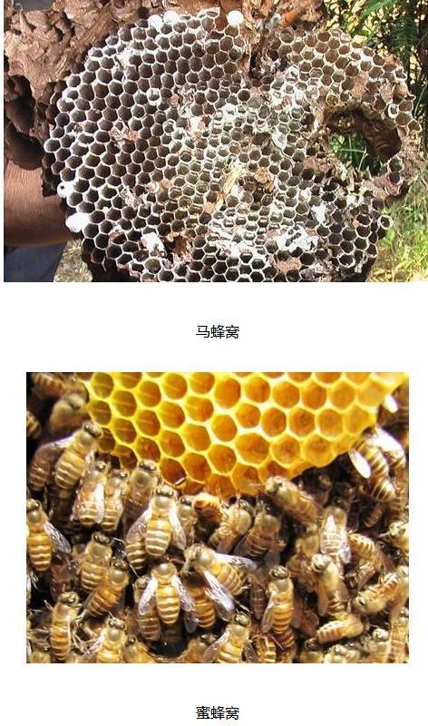 马蜂窝和蜜蜂窝如何区别 蜂蜜是蜜蜂拉的屎吗