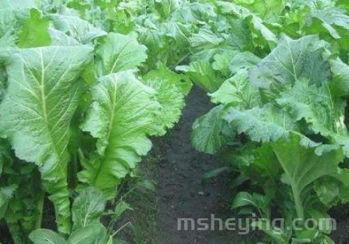芥菜什么时候采收 怎么留种
