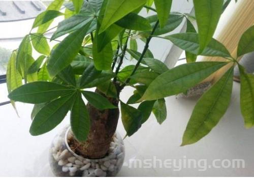 发财树与平安树的区别 哪个更好养