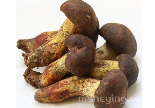 黑牛肝菌哪些人不能吃 不能和什么一起吃