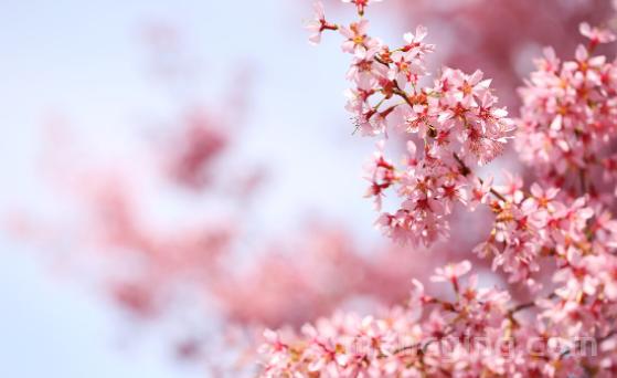 斯人若彩虹 遇上方知有什么意思