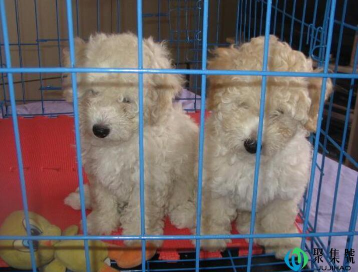 贵妇犬寿命多长