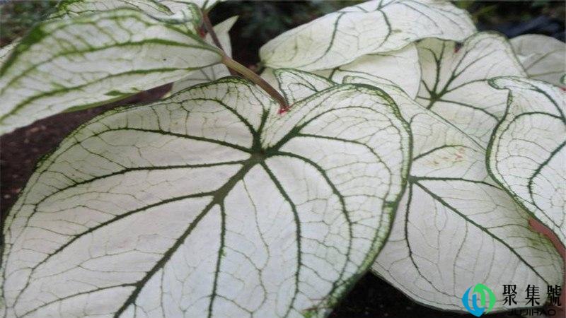 花叶芋花语是什么