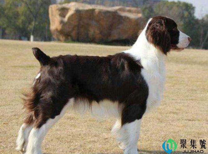 史宾格犬是禁犬吗