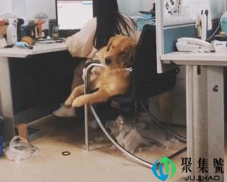 主人带金毛去上班，金毛：好无聊，还是在家拆沙发好玩