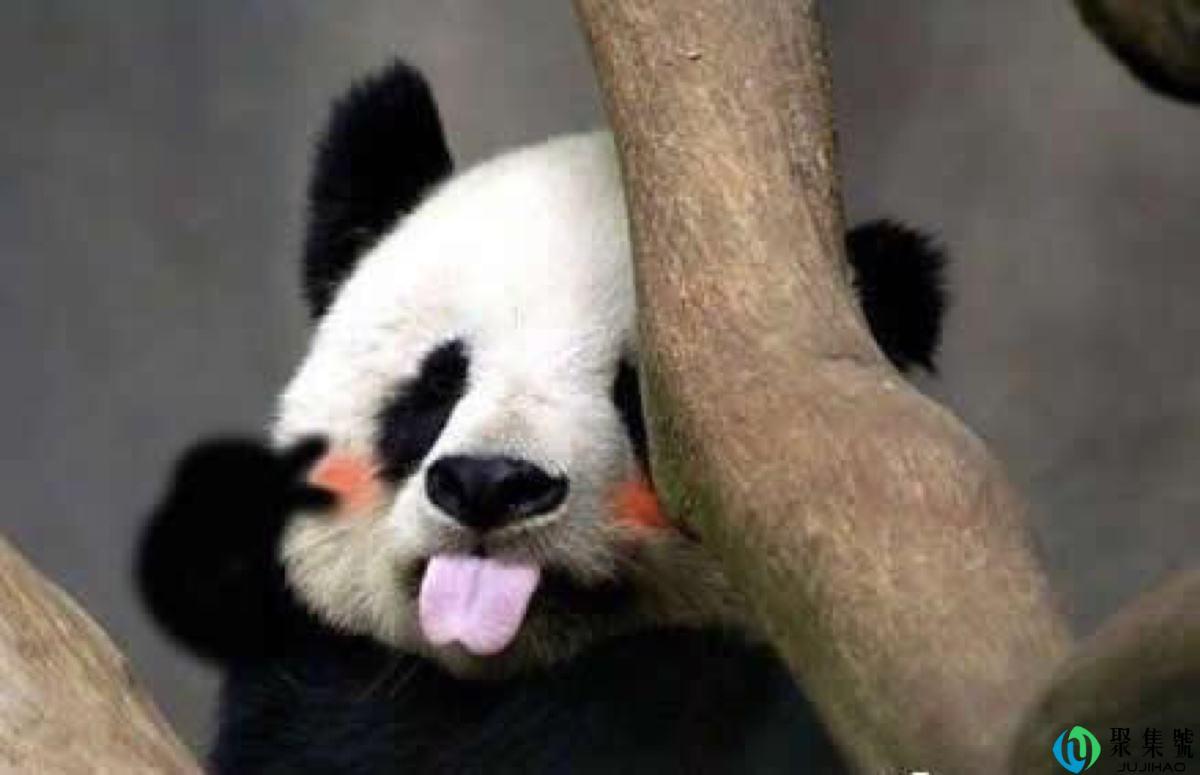 为什么外国人要借熊猫
