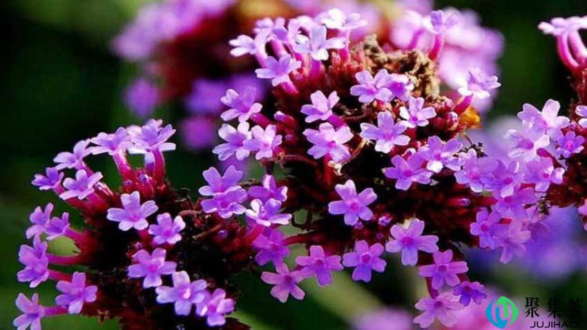 柳叶马鞭草花语