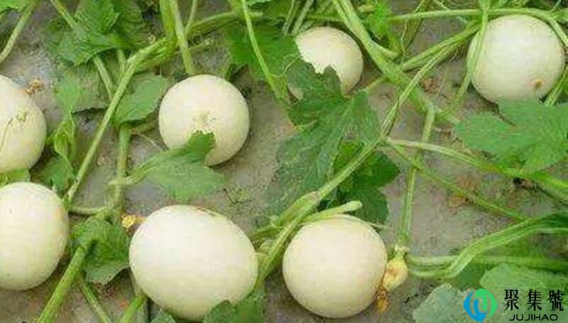 蒂的意思