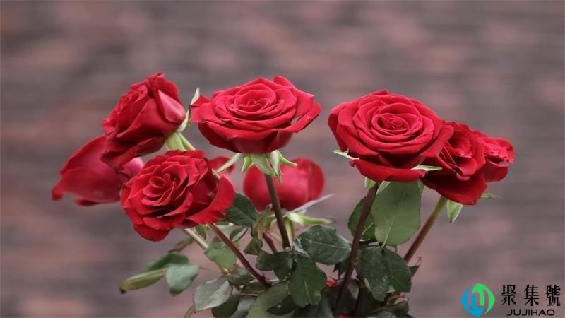红玫瑰花语