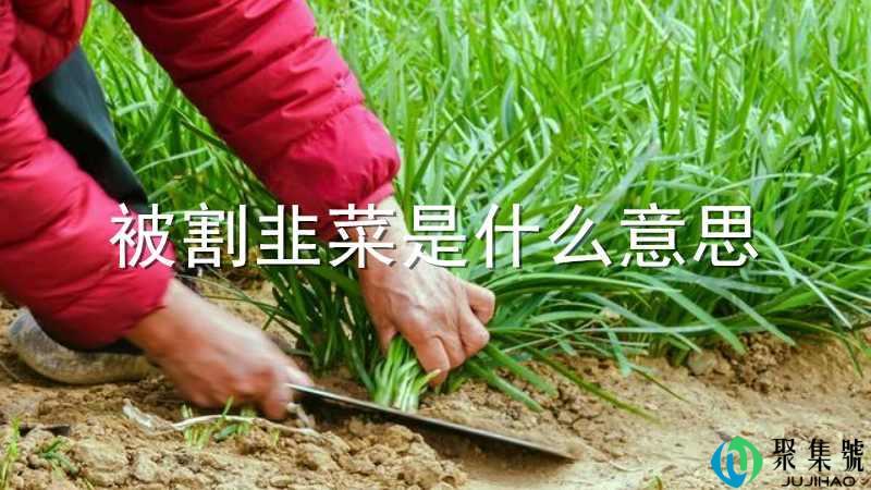 被割韭菜是什么意思