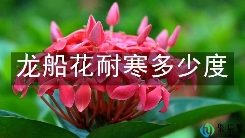龙船花耐寒多少度