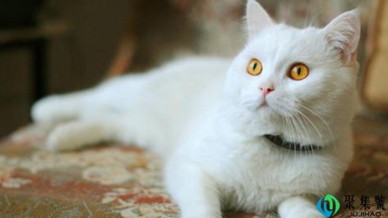 猫驱虫的方式