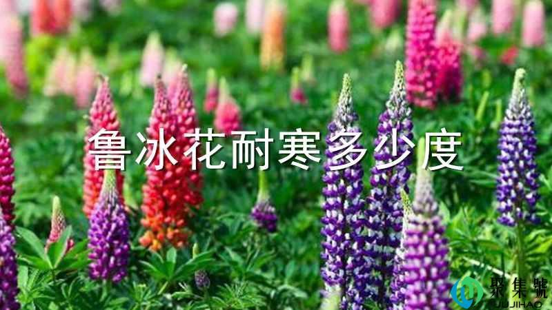鲁冰花耐寒多少度