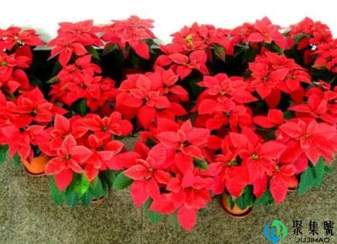 祝你12个月红红火火什么意思