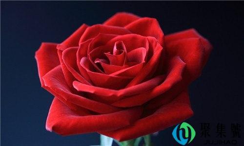 玫瑰花期到了代表什么意思