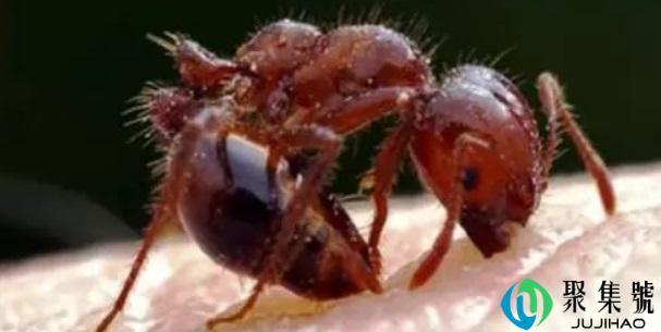 杀红火蚁小妙招