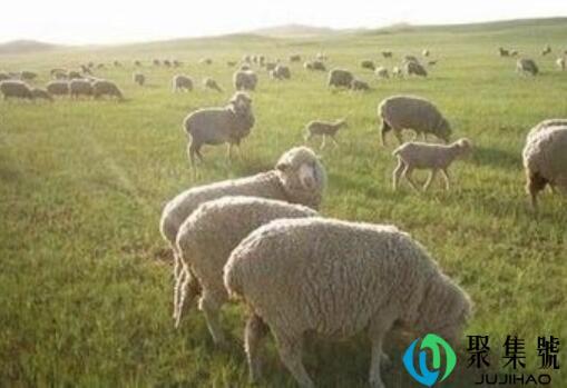 无忧烦是什么生肖