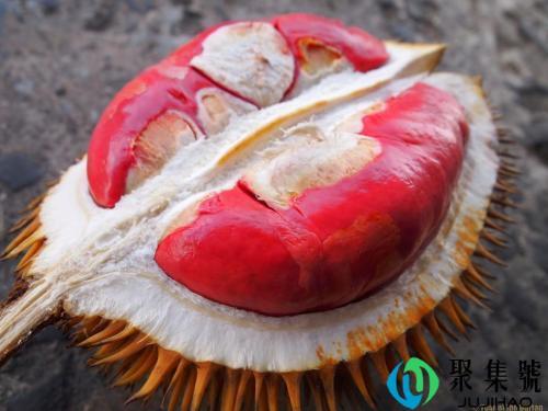 红色榴莲是什么品种