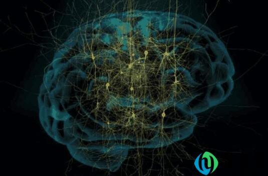 大脑的三个主要功能