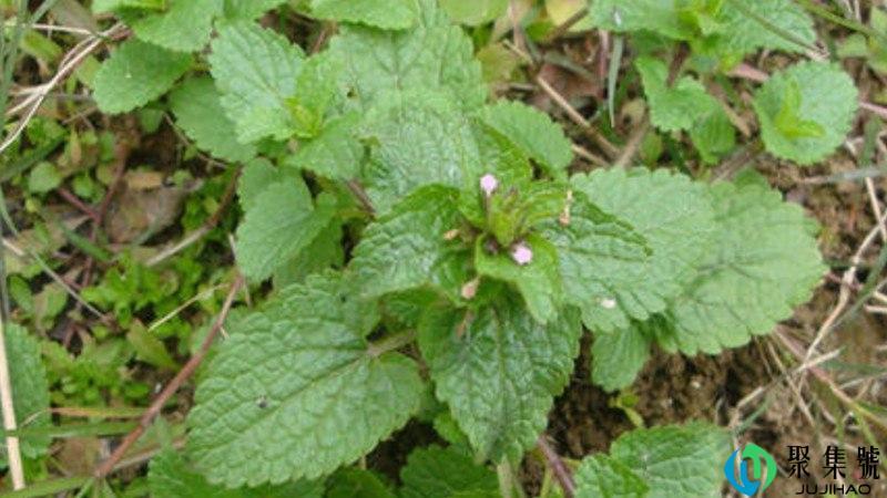 凉粉草凝固原理