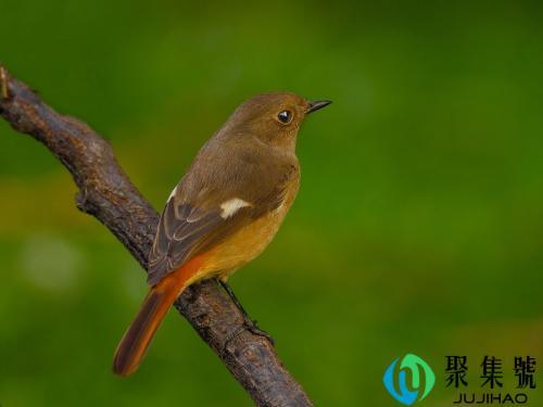 怎样防止鸟吃种子