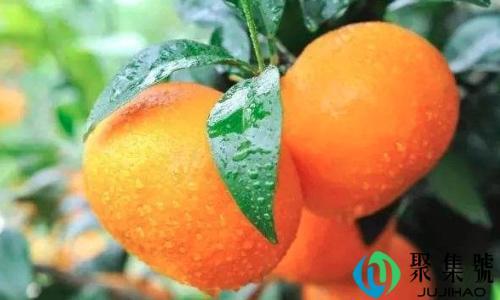 沃柑是转基因水果吗