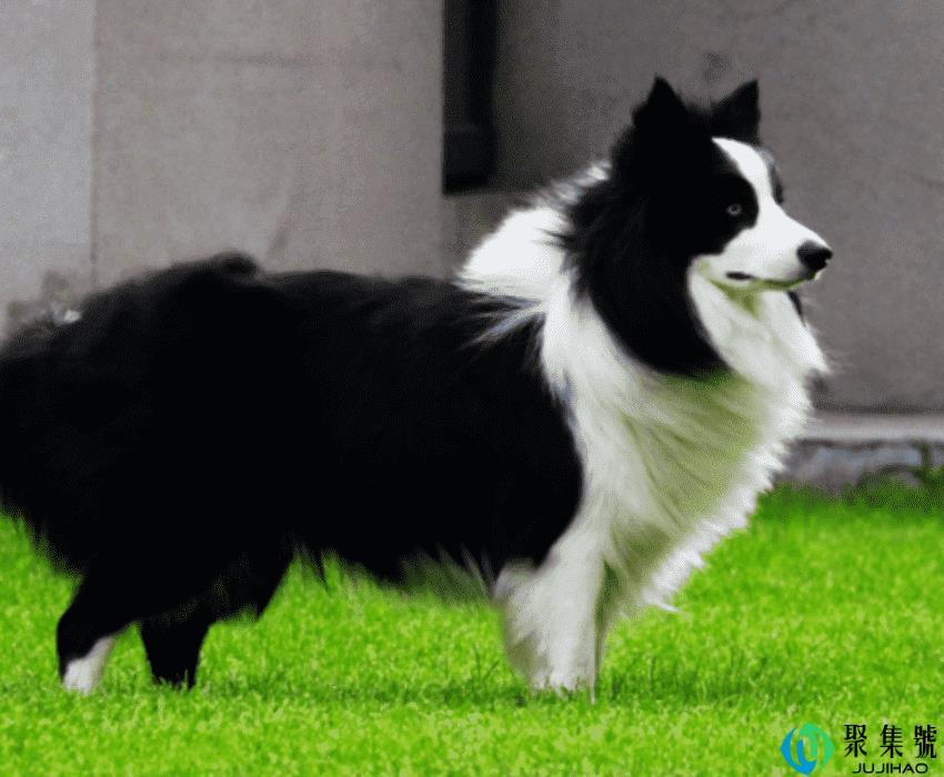 边牧犬不同月份体重表