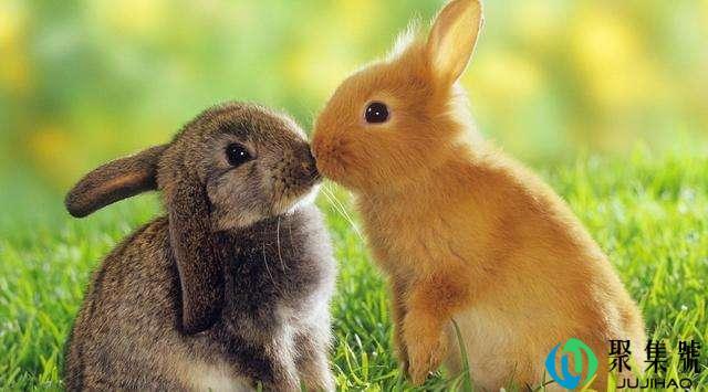 祝你幸福是什么意思