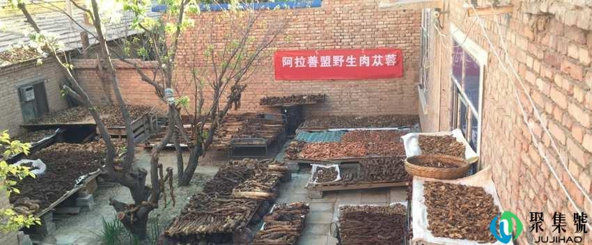 酒苁蓉和肉苁蓉一样吗