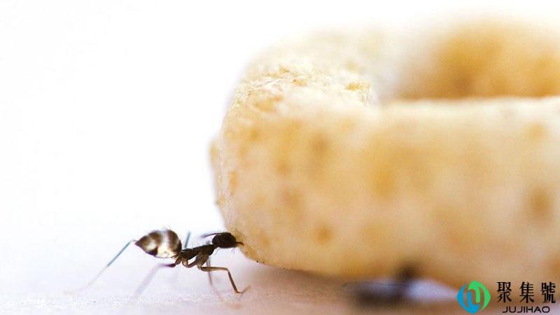黄蚂蚁怎么消灭
